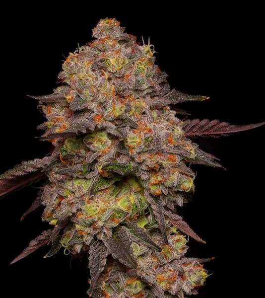 Payton Rainbow Seed > Elev8 Seeds | Feminized Cannabis   |  Hybrid